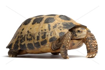 Travancore Tortoise on white background