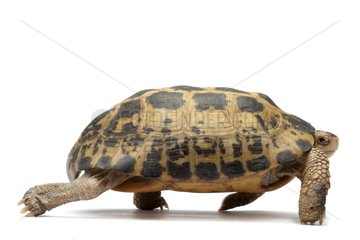 Travancore Tortoise walking on white background