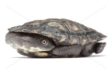 Common Snake Neck Turtle on white background