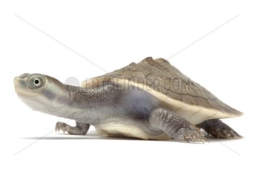 Murray River Turtle on white background