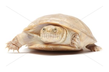 West African Mud Turtle albino on white background