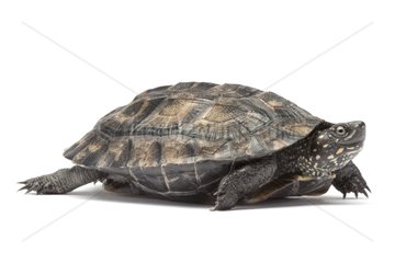 Indian Black Turtle on white background