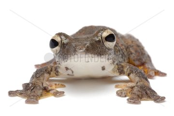 Flying Frog on white background