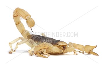 Desert Hairy Scorpion on white background