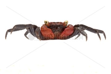 Vampire crab on white background