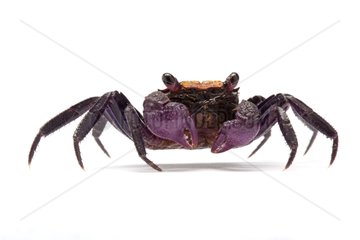 Vampire crab on white background