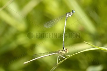 Coupling of Damselfly in Aveyron summer