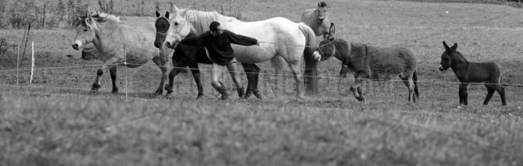 Die führenden Esel und Pferde des Züchters  die Frankreich grasen