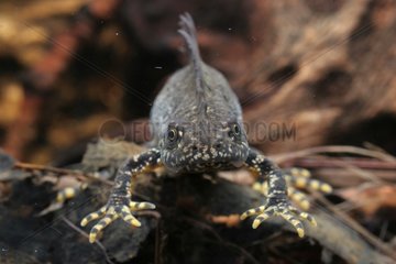 Close-up of Northern Crested Newt Male