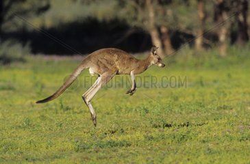 Eastern Grey Kangaroo jumping Warrumble National Park