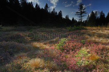 Torf -Moor im Herbst -Vosges Frankreich