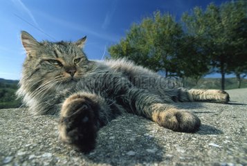 Cat resting on a wall Alghero Sardinia Italy