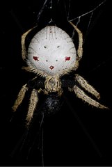 Nocturnal spider in the maquis New Caledonia
