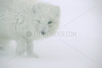 PortrÃ¤t des arktischen Fuchs  der in Island mit polarem Wind kÃ¤mpft