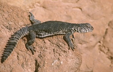 Spiny-Tailed Lizard on a rock Tunisian Southern Sahara