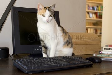 Alley cat sitting in front of a computer France