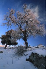 Schneebedeckte BÃ¤ume Bolotana Nuoro Sardinia Italie