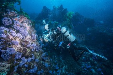 DIver on reef - Channel Islands California USA