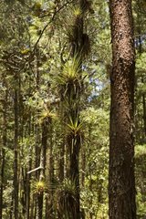 Epiphyte Plants in a pine forest Oaxaca Mexico