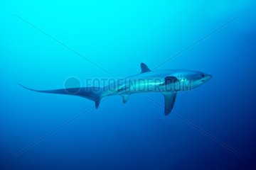 Pelagic thresher Shark in open water - Philippines