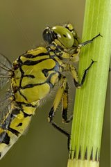 Handsome clubtail on a stem France