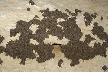 Colony of Schreibers' long-fingered bats sleeping Bulgaria