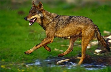 Iberian Wolf running close to a prey Spain