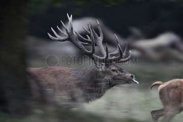 Red Deer pursuing a hind Dyrehaven park Denmark