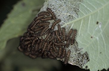 Caterpillars eating a leaf Panama