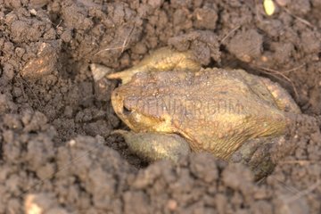 Toad camouflaging themselves in the earth