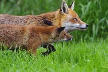 Red Fox cub with its mother at spring England