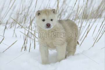 Portrait d'un Chiot de Husky du Canada dans la neige