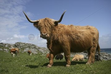 Highland cow in a meadow Hebrides Scotland