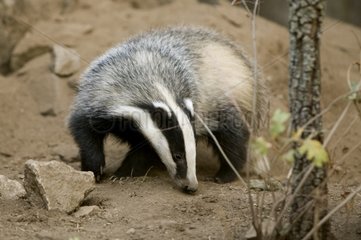 Badger searching for food Spain