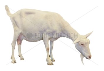 Saanen goat on white background