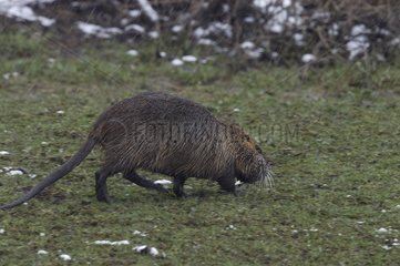 Nutria walking on the banks of the Allier river France