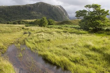 Swamp in Highlands Scotland