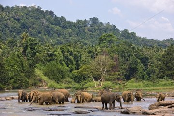 Inländische asiatische Elefanten am Fluss Sri Lanka