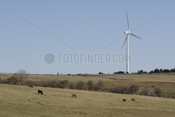 Wind- und Aubrac-Kühe in Saint-Flour Auvergne Frankreich