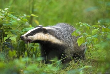 Eurasian Badger in the underwood of a forest of Bavaria