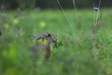 European Hare eating in a meadow Vosges France