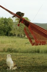 Cat looking at a kitten on a hammock