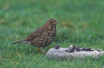 Song Thrush and snail shells on stone