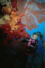 Plongeuse observant une Gorgone Australie