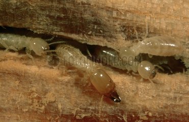 Termites corroding wood