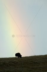Bison and rainbow Custer State Park Black Hills South Dakota