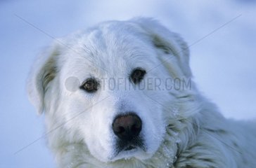 Porträt eines Hundes im Winter