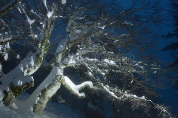 Trees under snow at night