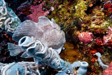 Gray Giant anglerfish on the reef - Philippines