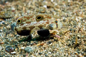 Twinspot Goby on sandy bottom - Philippines